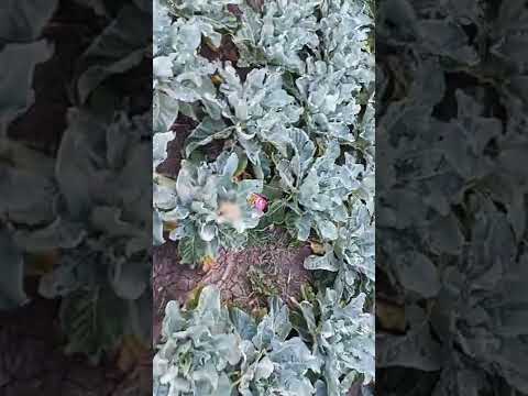 Film By Geeta Nahak Jrg Pur