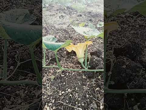 * Film, Actress Eli Padhi Nka * Plz........