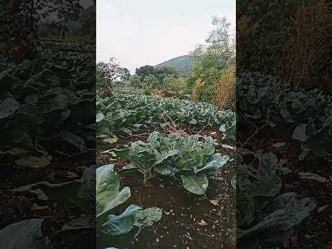 * Film, Dukhiram Swain Nka * Plz Like Share Subscribe.