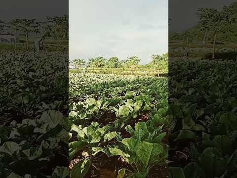 * Film Heart Touching Romantic Siddhant \u0026 Rachana *.